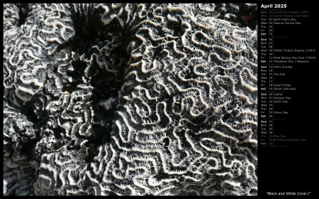 Black and White Coral I