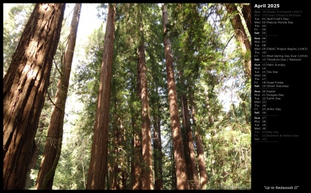 Up to Redwoods II