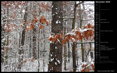 Snow Covered Oak Trees