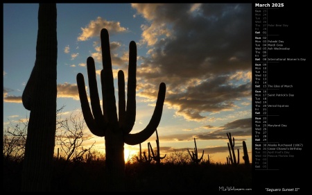 Saguaro Sunset II