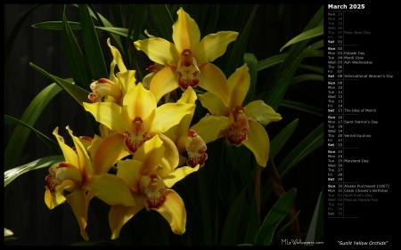 Sunlit Yellow Orchids
