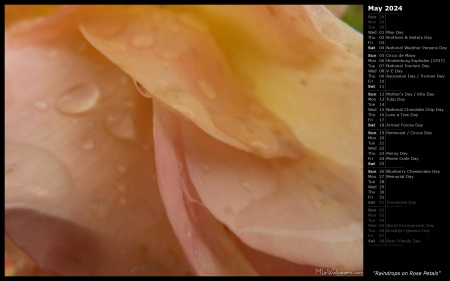 Raindrops on Rose Petals