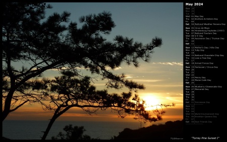 Torrey Pine Sunset I