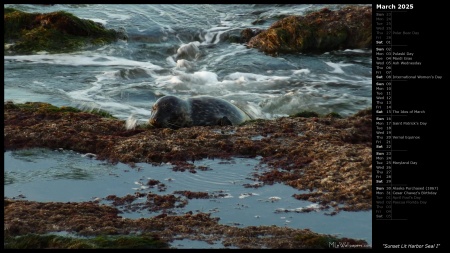 Sunset Lit Harbor Seal I