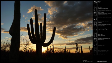Saguaro Sunset II