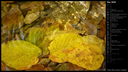 Yellow Birch Leaves in Stream
