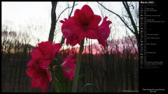 Red Amaryllis and Winter Sunrise