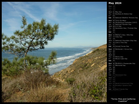 Torrey Pine and California Coastline