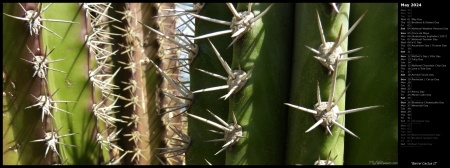 Barrel Cactus II