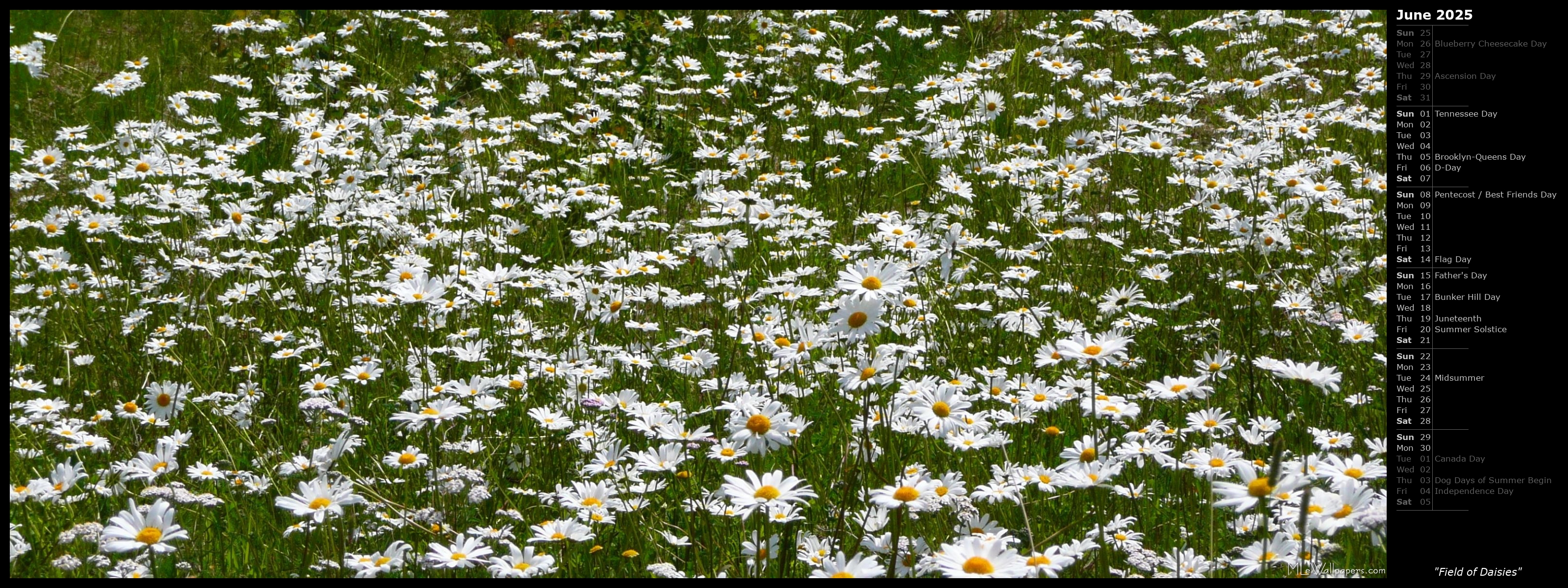 Field+of+daisies+background