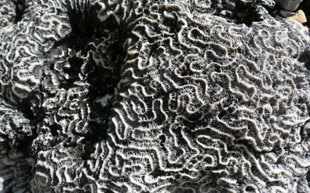 Black and White Coral I