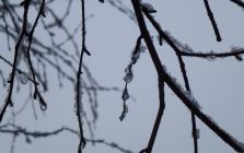 Icy Branches