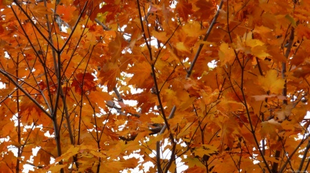 Branches of Maple Leaves I