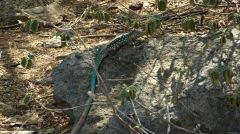 Aruban Whiptail Lizard