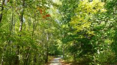 Centennial Wooded Path I