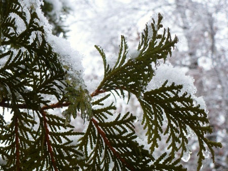 Snow on Evergreen Branches