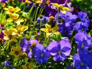 Yellow Coreopsis and Purple Violas