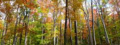 Fall Forest I