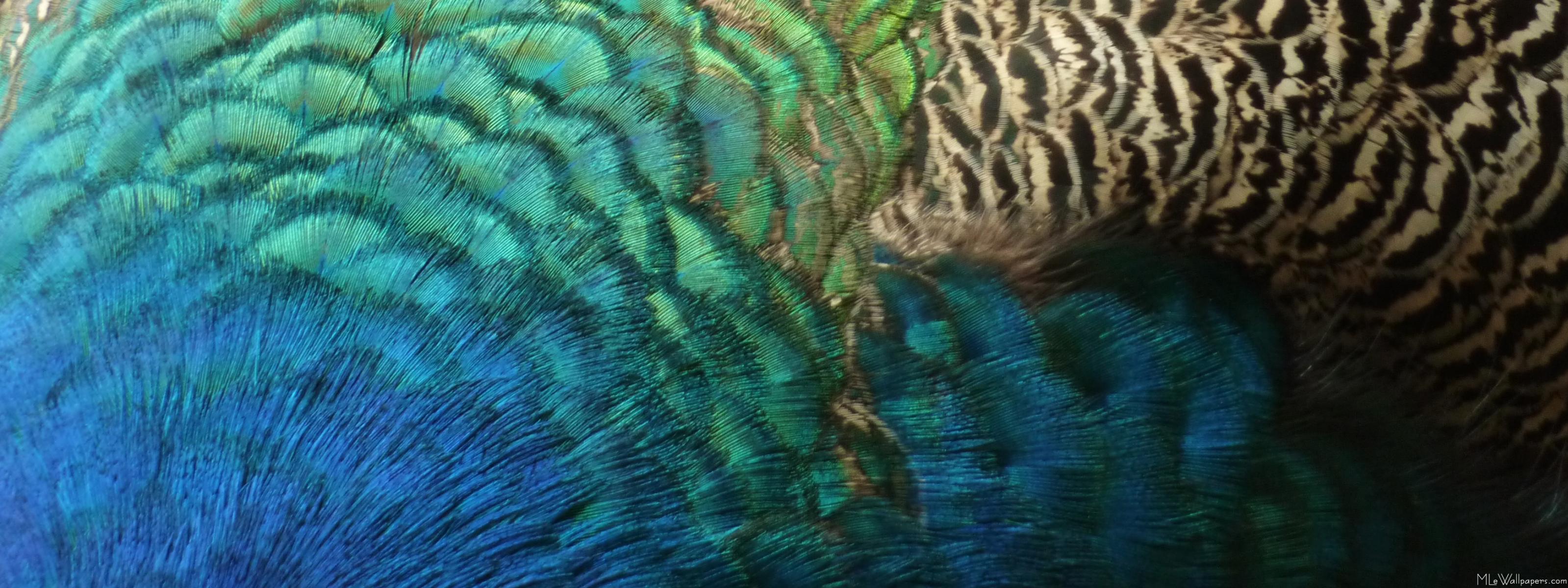 Peacock Feather Background