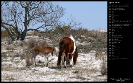 Mother and Baby Horse at Assateague