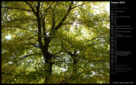 Inside a Yellow Maple Tree