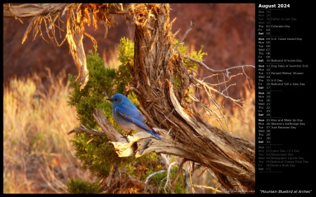 Mountain Bluebird at Arches