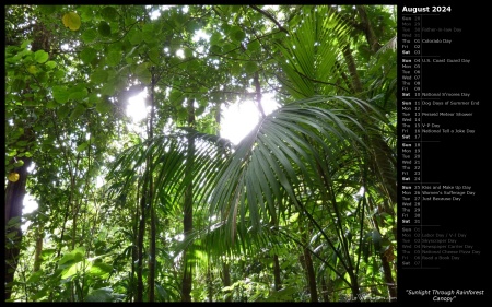 Sunlight Through Rainforest Canopy