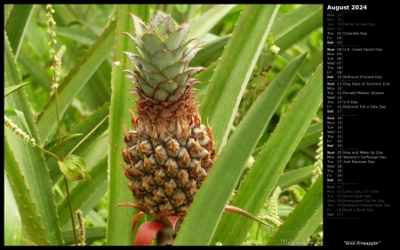 Wild Pineapple