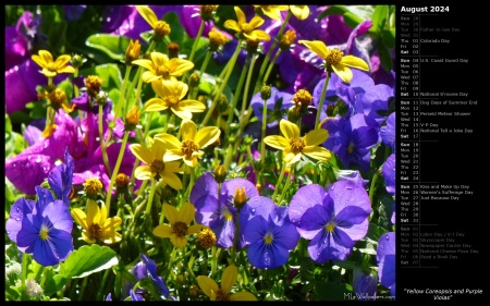 Yellow Coreopsis and Purple Violas