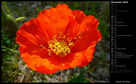 Alaskan Red Poppy