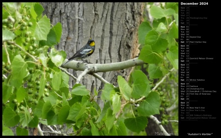 Audubon's Warbler