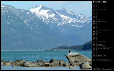 Bald Eagle at Skagway Alaska