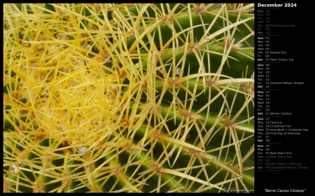 Barrel Cactus Closeup