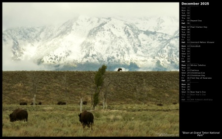 Bison at Grand Teton National Park