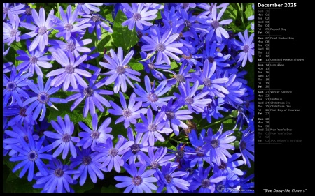 Blue Daisy-like Flowers