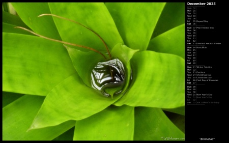 Bromeliad