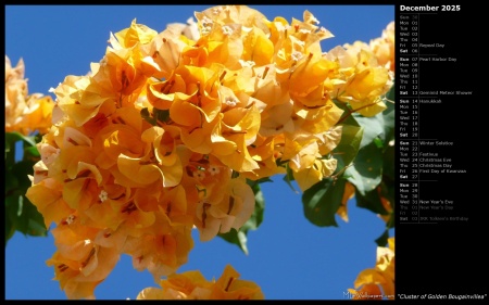 Cluster of Golden Bougainvillea