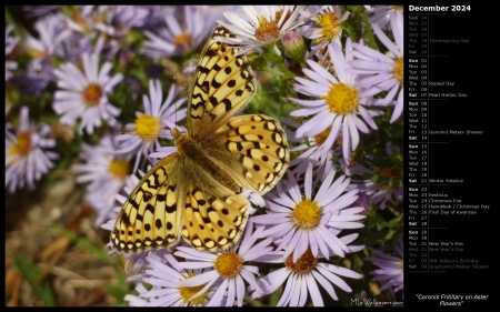 Coronis Fritillary on Aster Flowers