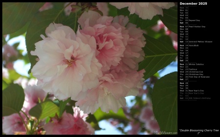 Double Blossoming Cherry Tree I