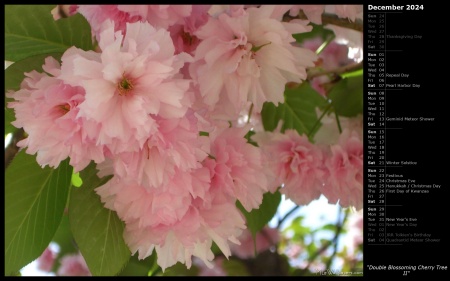 Double Blossoming Cherry Tree II