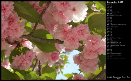 Double Blossoming Cherry Tree III