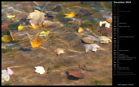 Fall Leaves in Pond