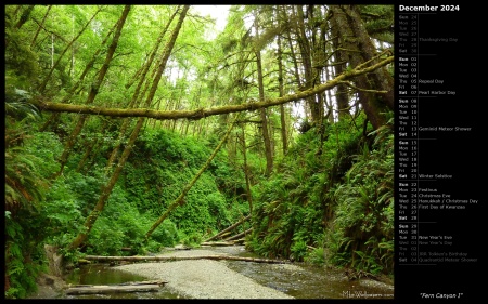 Fern Canyon I