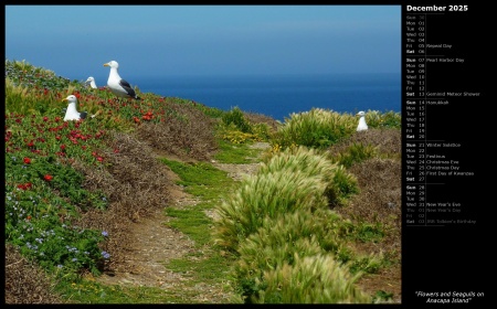 Flowers and Seagulls on Anacapa Island