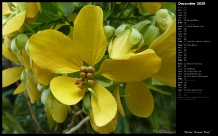 Golden Shower Tree