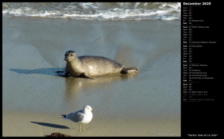 Harbor Seal at La Jolla