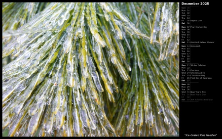 Ice-Coated Pine Needles