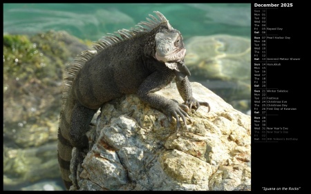 Iguana on the Rocks