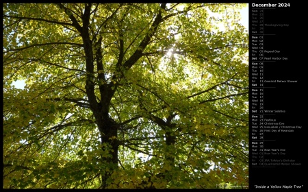 Inside a Yellow Maple Tree