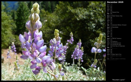 Mountain Lupins